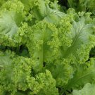 600+ Seeds Mustard Seed: Green Wave Mustard edlcy (Seeds)