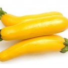 12+ Seeds Squash Seed: Golden Delight Summer Squash edlcy (Seeds)