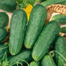 50+ Seeds Cucumber Seed:Homemade Pickles Pickling Cucumber edlcy (Seeds)