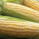 50+ Seeds Sweet Corn Seed: Latte Sweet Corn edlcy (Seeds)