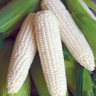 50+ Seeds Sweet Corn Seed: Silver Queen Sweet Corn edlcy (Seeds)