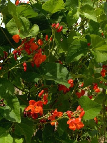 50+ Seeds Runner Bean Seed: Scarlet Runner Bean edlcy (Seeds)