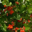 50+ Seeds Runner Bean Seed: Scarlet Runner Bean edlcy (Seeds)