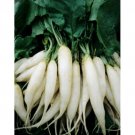 600+ Seeds Radish Seed: White Icicle Radish edlcy (Seeds)