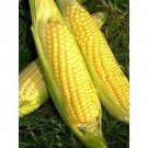 50+ Seeds Sweet Corn Seed: Golden Bantam Sweet Corn edlcy (Seeds)