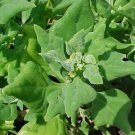100+ Seeds Spinach Seed: New Zealand Spinach edlcy (Seeds)