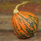 12+ Seeds Squash Seed: Lakota Squash edlcy (Seeds)
