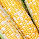 100+ Seeds Peaches & Cream Sweet Corn Seeds edlcy (Seeds)