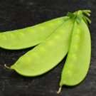 100+ Seeds Pea Seed: Mammoth Melting Sugar Pea edlcy (Seeds)
