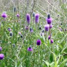 250+ Seeds Purple Prairie Clover Seeds edlcy (Seeds)