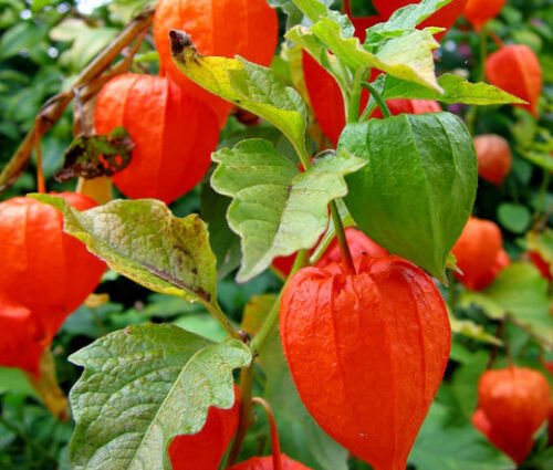 140 Bulk Seeds CHINESE LANTERN Physalis Alkekengi edlcy (Seeds)