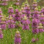6,000 Bulk Seeds LEMON MINT BEE BALM Monarda Citriodora edlcy (Seeds)