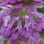 6,000 Bulk Seeds LEMON MINT BEE BALM Monarda Citriodora edlcy (Seeds)