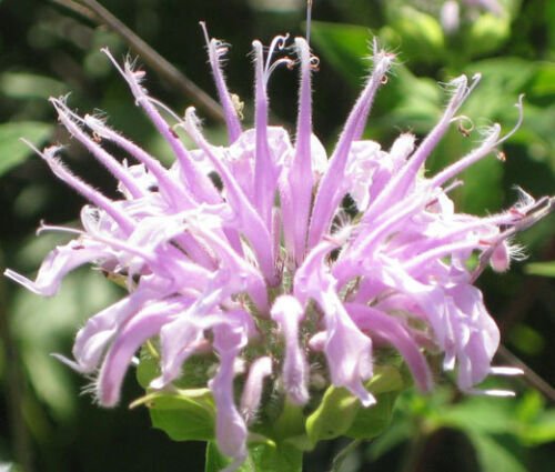 6,000 Bulk Seeds BERGAMOT WILD BEE BALM Monarda Fistulosa edlcy (Seeds)