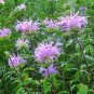 6,000 Bulk Seeds BERGAMOT WILD BEE BALM Monarda Fistulosa edlcy (Seeds)