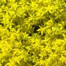 300 Bulk Seeds SEDUM CZAR'S GOLD STONECROP Sedum Hybridum edlcy (Seeds)