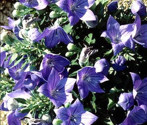 400 Bulk Seeds BALLOON FLOWER BLUE Platycodon Grandiflorus edlcy (Seeds)