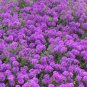 3,000 Bulk Seeds MOSS VERBENA Verbena Tenuisecta edlcy (Seeds)