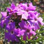 3,000 Bulk Seeds MOSS VERBENA Verbena Tenuisecta edlcy (Seeds)