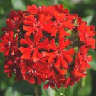 7,000 Bulk Seeds MALTESE CROSS Lychnis Chalcedonica edlcy (Seeds)