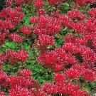 200 Bulk Seeds SEDUM SUMMER GLORY STONECROP Sedum Spurium edlcy (Seeds)