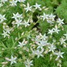 200 Bulk Seeds SEDUM OKTOBERFEST STONECROP Sedum Acre edlcy (Seeds)