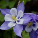 300 Bulk Seeds COLUMBINE BLUE STAR Aquilegia Caerulea edlcy (Seeds)
