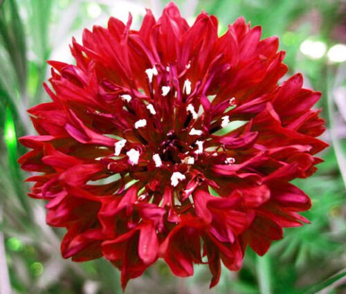 3,000 Bulk Seeds CORNFLOWER RED TALL Centaurea Cyanus edlcy (Seeds)