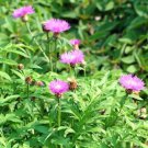 100 Bulk Seeds CORNFLOWER PERSIAN PERENNIAL Centaurea Dealbata edlcy (Seeds)