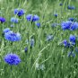 3,000 Bulk Seeds CORNFLOWER BLUE DWARF Centaurea Cyanus edlcy (Seeds)