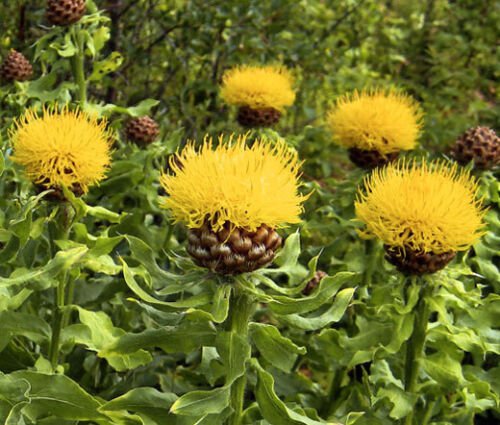 100 Bulk Seeds CORNFLOWER YELLOW GLOBE Centaurea Macrocephala edlcy (Seeds)