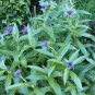 100 Bulk Seeds CORNFLOWER MOUNTAIN BLUET Centaurea Montana edlcy (Seeds)