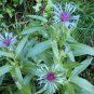 100 Bulk Seeds CORNFLOWER MOUNTAIN BLUET Centaurea Montana edlcy (Seeds)