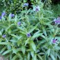 100 Bulk Seeds CORNFLOWER MOUNTAIN BLUET Centaurea Montana edlcy (Seeds)