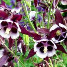 250 Bulk Seeds COLUMBINE WILLIAM GUINNESS Aquilegia Vulgaris edlcy (Seeds)
