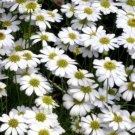 500 Bulk Seeds BRACHYCOME WHITE Brachycome Iberidifolia edlcy (Seeds) 500 Bulk Seeds BRACHYCOME WHITE Brachycome Iberidifolia edlcy (Seeds)