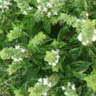 100 Bulk Seeds BASIL SWEET GENOVESE ORGANIC Ocimum Basilicum edlcy (Seeds)