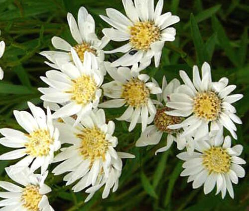 1,000 Bulk Seeds ASTER WHITE UPLAND Aster Ptarmicoides edlcy (Seeds)
