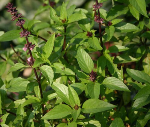 100 Bulk Seeds BASIL CINNAMON ORGANIC Ocimum Basilicum edlcy (Seeds)