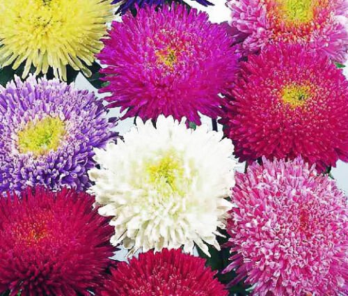 150 Bulk Seeds ASTER POWDER PUFF MIXED COLORS Callistephus Chinensis edlcy (Seeds)