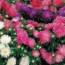 150 Bulk Seeds ASTER STARLIGHT MIXED COLORS Callistephus Chinensis edlcy (Seeds)