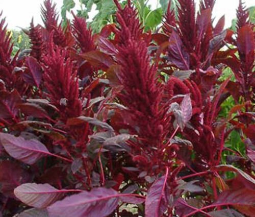500 Bulk Seeds AMARANTHUS RED SPIKE Amaranthus Cruentus edlcy (Seeds)