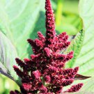500 Bulk Seeds AMARANTHUS PYGMY TORCH Amaranthus Hypochondriacus edlcy (Seeds)