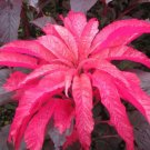 500 Bulk Seeds AMARANTHUS EARLY SPLENDOR Amaranthus Tricolor edlcy (Seeds)