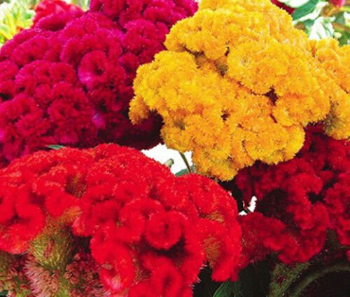 100 Bulk Seeds COCKSCOMB MIXED COLORS DWARF Celosia Cristata Nana Jessica edlcy (Seeds)