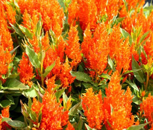 125 Bulk Seeds CELOCIA NANA GLITTERS ORANGE Celosia Plumosa edlcy (Seeds)