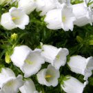 500 Bulk Seeds CANTERBURY BELLS WHITE Campanula Medium edlcy (Seeds) 500 Bulk Seeds CANTERBURY BELLS WHITE Campanula Medium edlcy (Seeds)