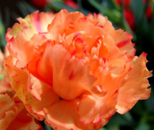 100 Bulk Seeds CARNATION CHABAUD ORANGE Dianthus Caryophyllus edlcy (Seeds)