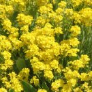 5,000 Bulk Seeds ALYSSUM YELLOW BASKET OF GOLD Aurinia Saxatilis edlcy (Seeds)