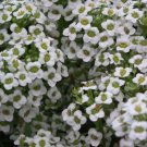 10,000 Bulk Seeds ALYSSUM WHITE CARPET OF SNOW Lobularia Maritima edlcy (Seeds)